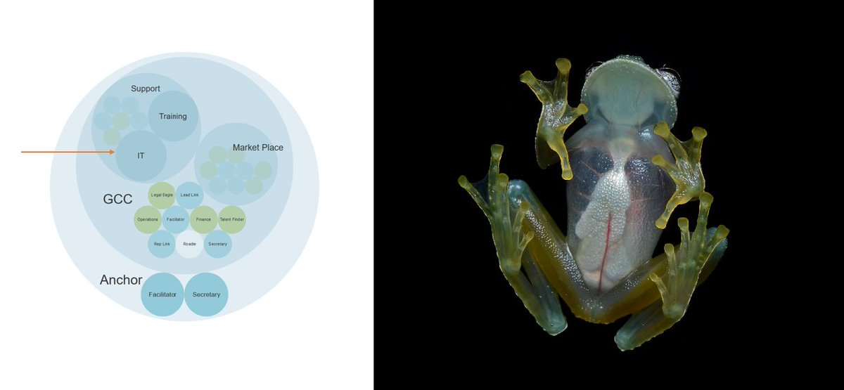 GlassFrogApp's tweet image. Happy World Frog Day! Our name isn't random -- it comes from the adorable Glass Frog, whose skin is so thin it's translucent. With GlassFrog, you can see what's going on inside of  your organization so that you have the info you need to get work done. #WorldFrogDay #Holacracy