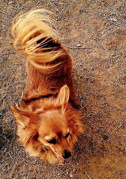 Lost Dogs Arizona S Tweet Peewee Is Still Missing Lost Dog