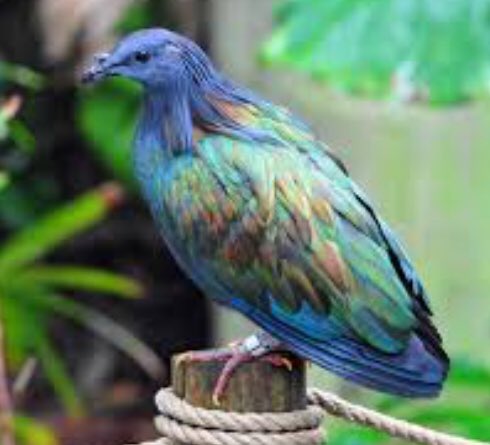 flhs_maddya's tweet photo. Endemic species are plants or animals that exist in only one area. https://t.co/3cmuDVYsHd