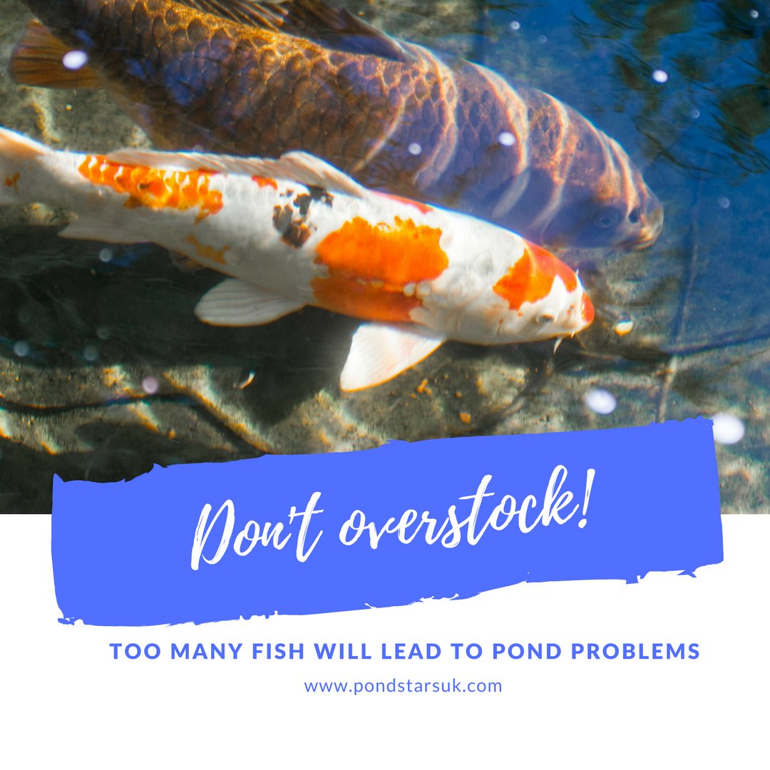 pondstarsuk's tweet photo. #tuesdaytip Do not overstock your pond with fish, too many will harm your water quality and more importantly your kois health!
#koifact #koilovers #livingthepondlife #pondclean #pondmaintenance #pondbuilder #pondconstruction https://t.co/UrGs9dGkhT