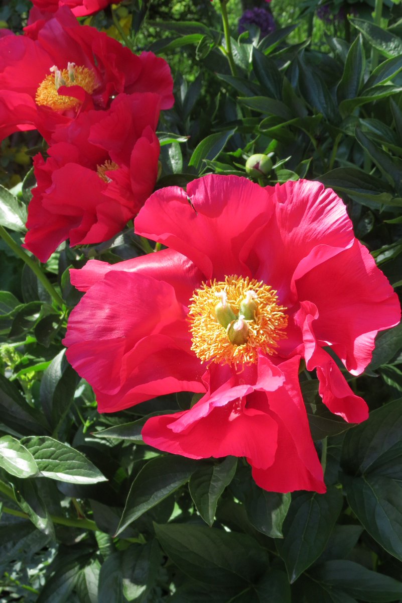 Happy #firstdayofspring #yyj which makes us happy! #InternationalDayOfHappiness