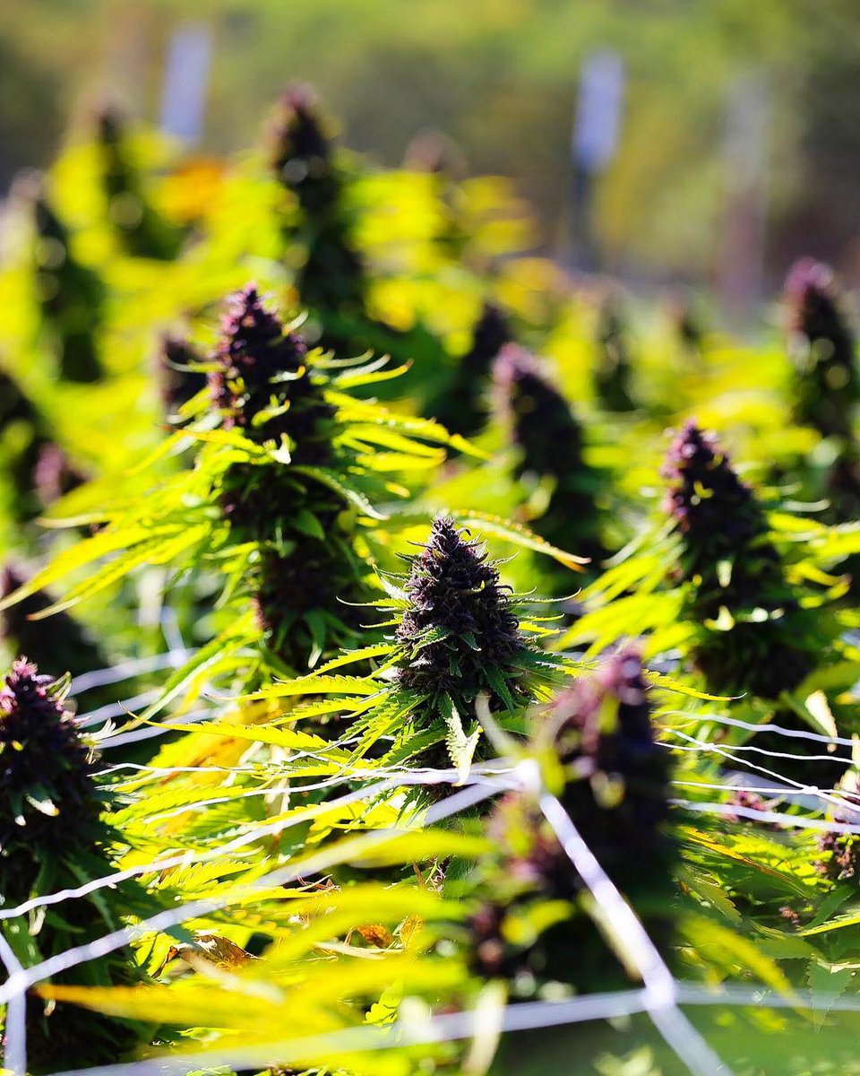 WeedGrowHub's tweet photo. Colorful Rows of Purple Rhino Basking in the Southern Oregon Sun! #marijuana #weedgrowhub #purpleweed #purps #cannabis #oregon #purplerhino #outdoors #sunshine #ganja #hightimes #high #high365 #fueledbythc #marijuanaphotography #outdoors #sunny https://t.co/MUJuoVVnBi