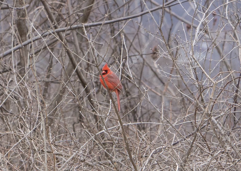 lizacnjohnson's tweet photo. Cardinal friends on the first day of spring... before the snow.😞#northerncardinal #cardinaliscardinalis #redbird #commoncardinal #malecardinal #femalecardinal #pennsylvania https://t.co/VXToifgA4y