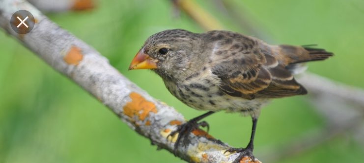 FLHS_samd's tweet photo. Darwin was best know for his study of finches in the Galápagos Islands. #darwin #NaturalSelection https://t.co/QCaBGaUxJL