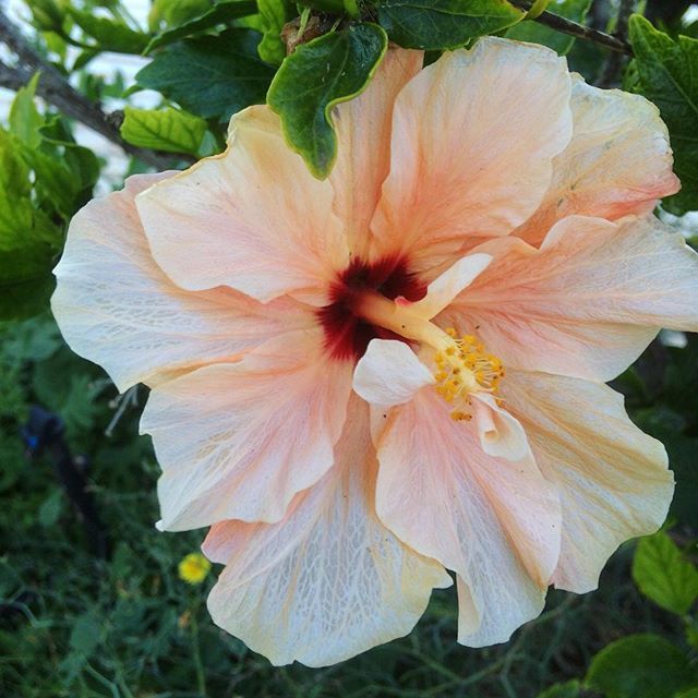 Hibiscus!! Love it. I'm so sad it doesn't really like our climate, maybe time to move somewhere warm? 😎
⠀
⠀ ift.tt/2G8Sn7m