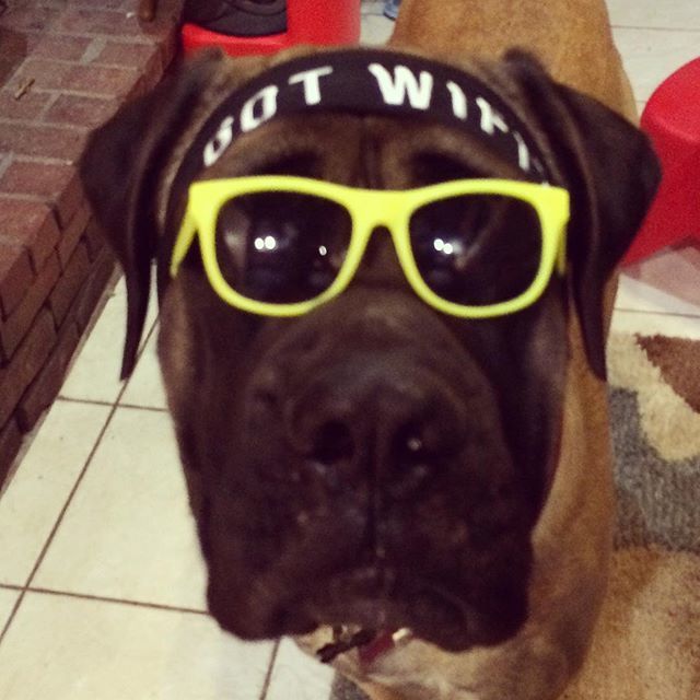 idzine4you's tweet image. I have no idea why I am having trouble focusing today... #mastiffproblems #mastiffpuppy #gotwifi ift.tt/2FQpJbW