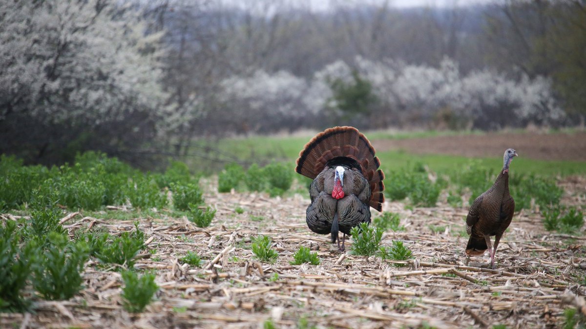 thelindseyway's tweet photo. Happy 1st day of Spring! The season of chasing turkeys, catching fish and baseball! https://t.co/hplVJFNPEy