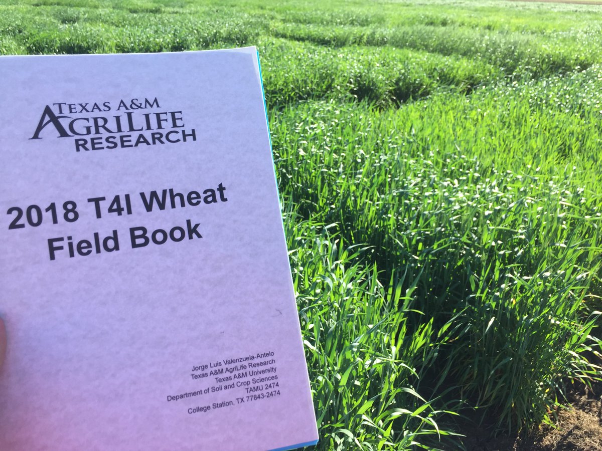 jorgeluisva13's tweet photo. Enjoying taking field notes. Happy to see that everything looks very good. #TAMwheat https://t.co/wKRMFg7PMq