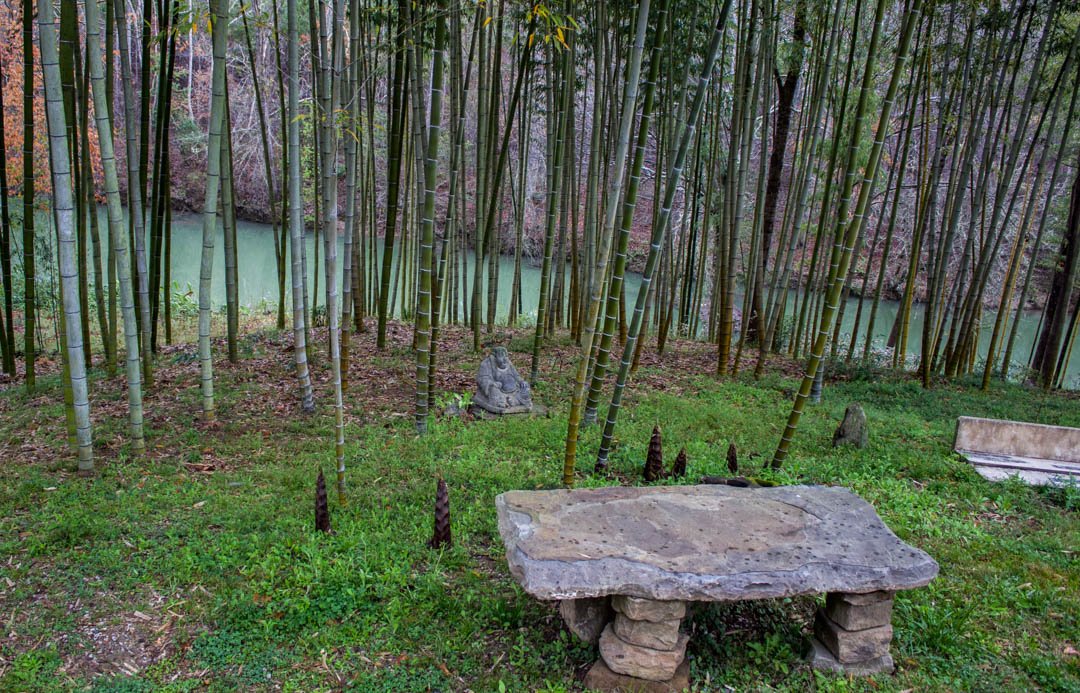 It's officially Spring! These Moso shoots know it too. In just 60 days they will be about 70 feet tall. #firstdayofspring
