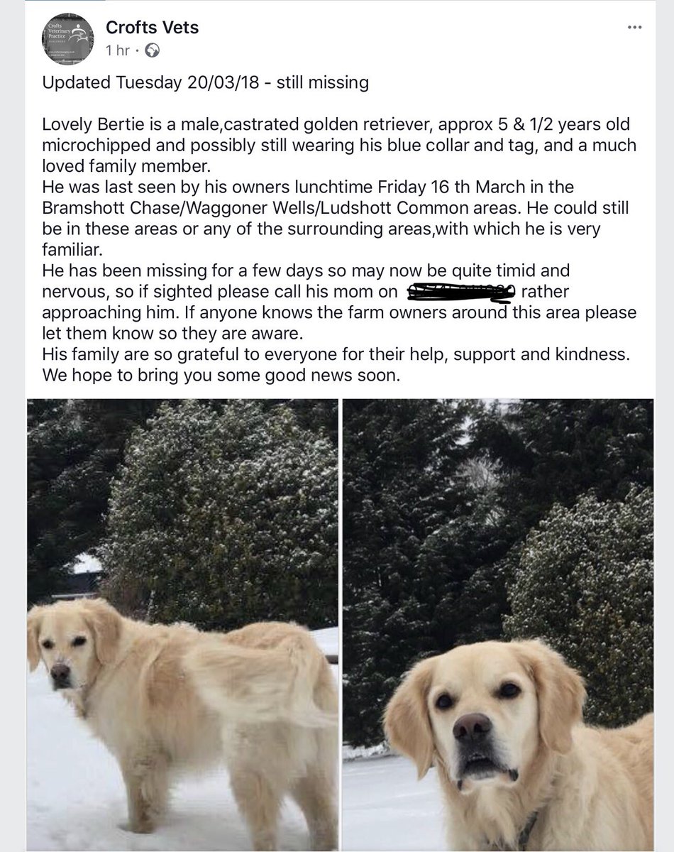 kevinthewhippet's tweet image. Hi evfuryone, one of me pals fwom me dog walk has gone missin in Surrey. Cud u keep a look out if u is local an share as he cud be further away by now. If u has any info please contact his vet on 01428 653056 or let me know. Fanks xxx