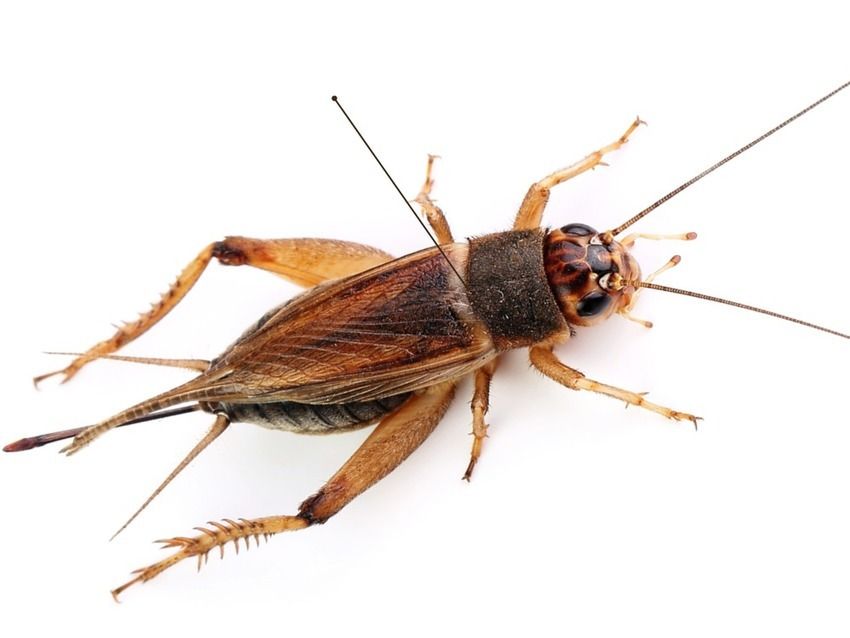 4Ento FOOD tweet media