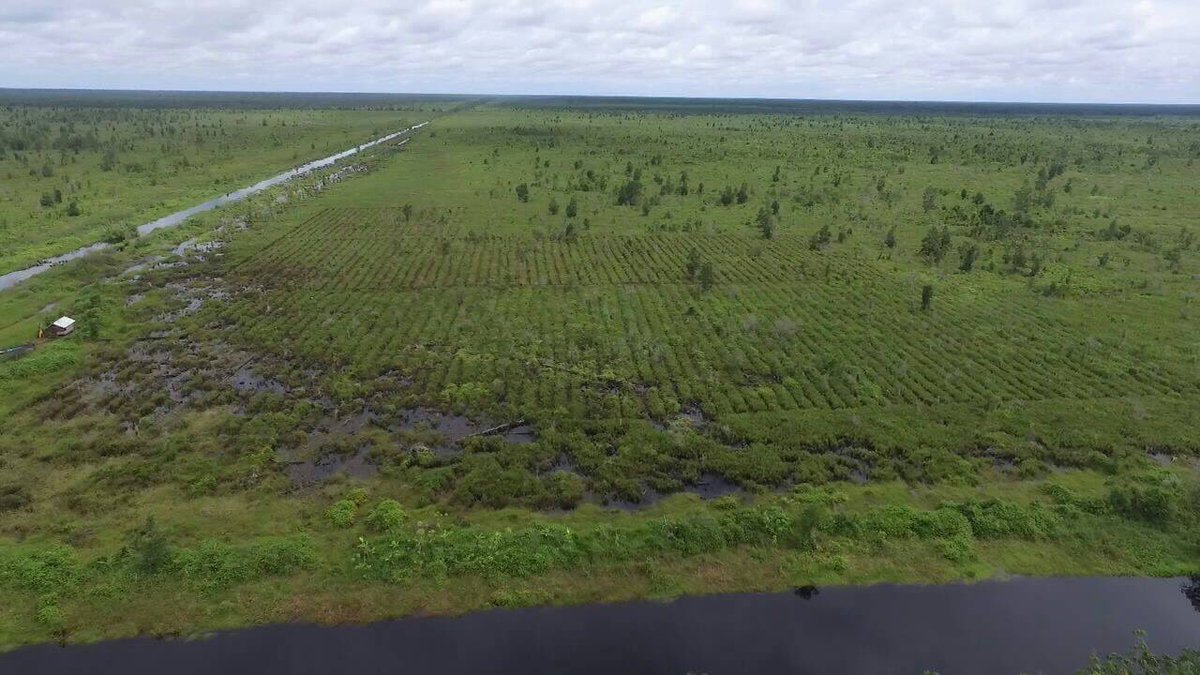 Our reforestation area Borneo/Mawas. Our indigenous personnel planted already more than 8,850 trees. In a few years it’s a new habitat for #orangutans and other species. #Sustainability #rainforest #environment #habitat #umweltschutz