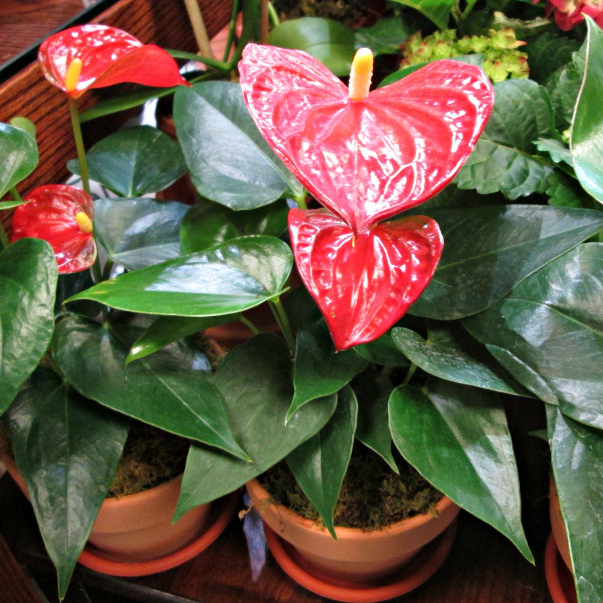 Evas_Garden's tweet photo. These potted red anthuriums are great for adding a pop of color to any room. https://t.co/RZnsdqi0mq