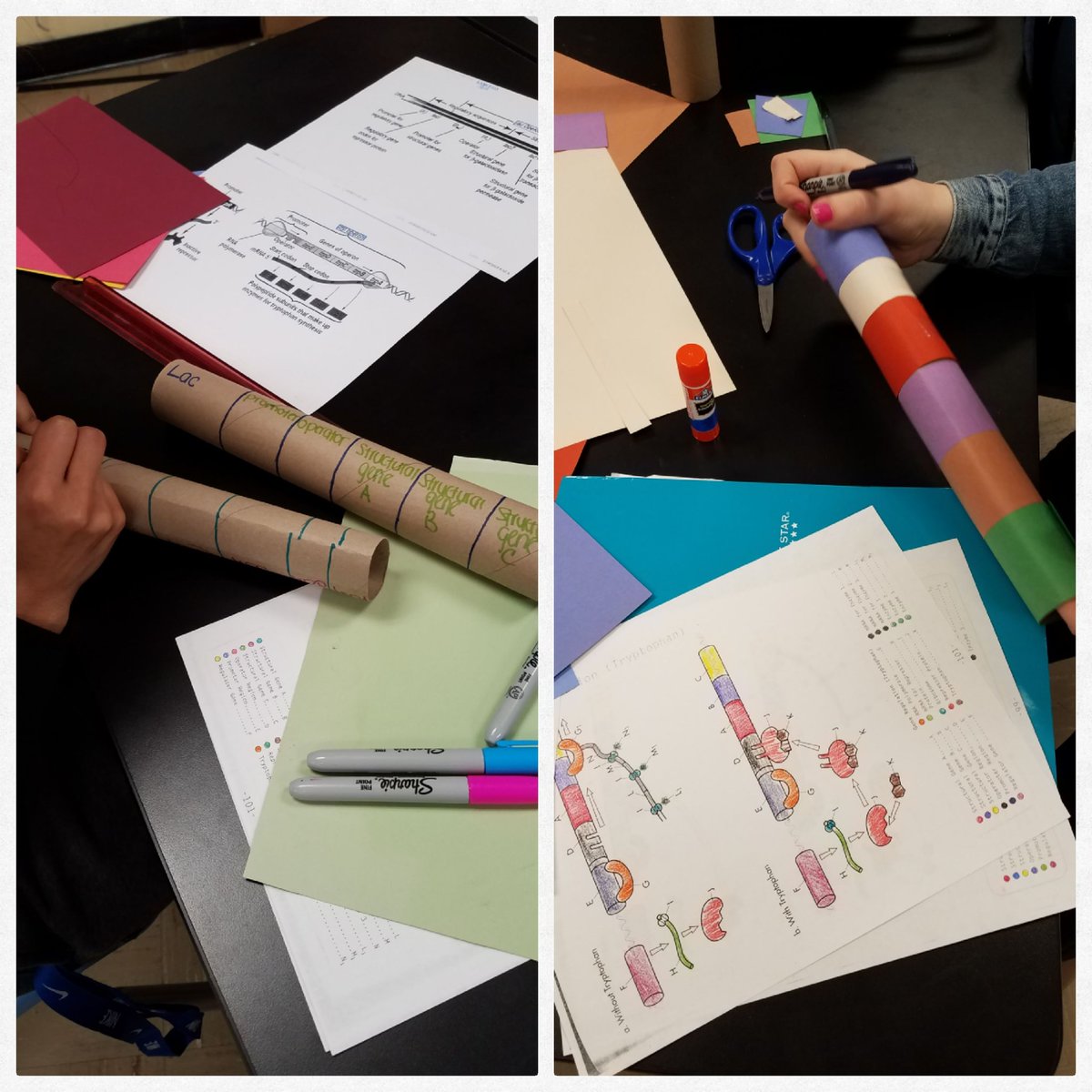 scienceknowbody's tweet photo. Building #operons . . . because modeling is essential for understanding #APBio #bacteria https://t.co/9FnfxaX6hE