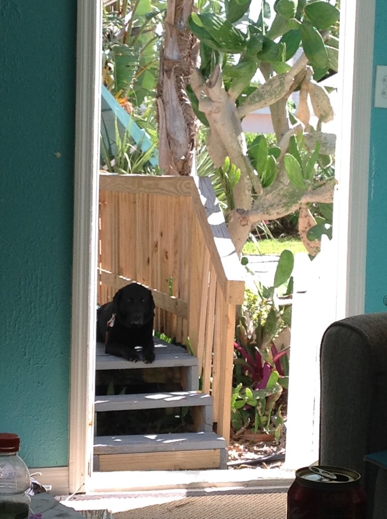 Out my door in Sebastian, Florida. Smoked; black lab chocolate lab mix; from upstate New York.