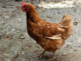 EstanislaoLC's tweet photo. Mi gallina https://t.co/Np0g77FjSP