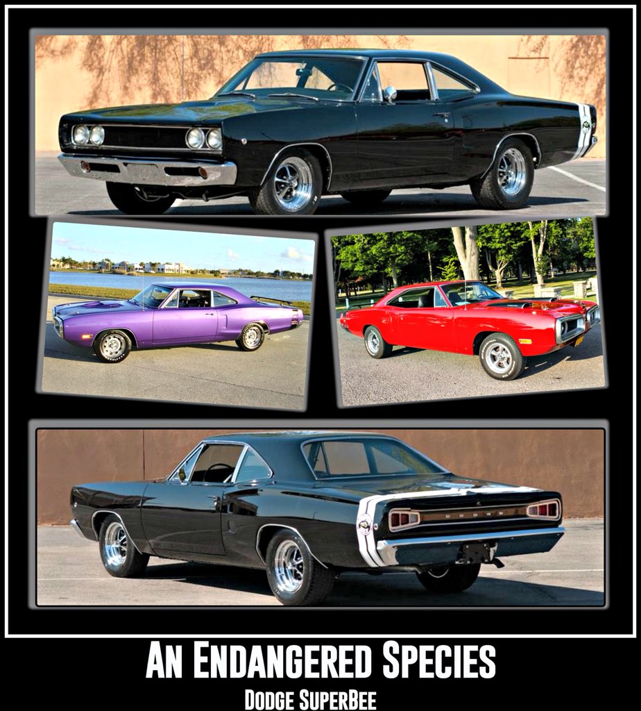 graveyardcarz's tweet photo. “Bee the change you want to see in the world.” Retweet if you want to help save the bee’s! #graveyardcarz #MoparOrNoCar https://t.co/qo99R1Ri0i