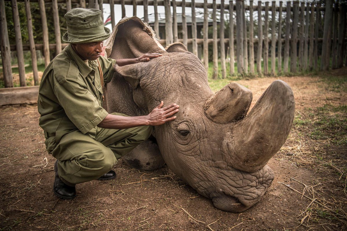 csgazette's tweet image. The world’s last male northern white rhino has died, putting the species on the brink of extinction: gazette.com/article/162298…