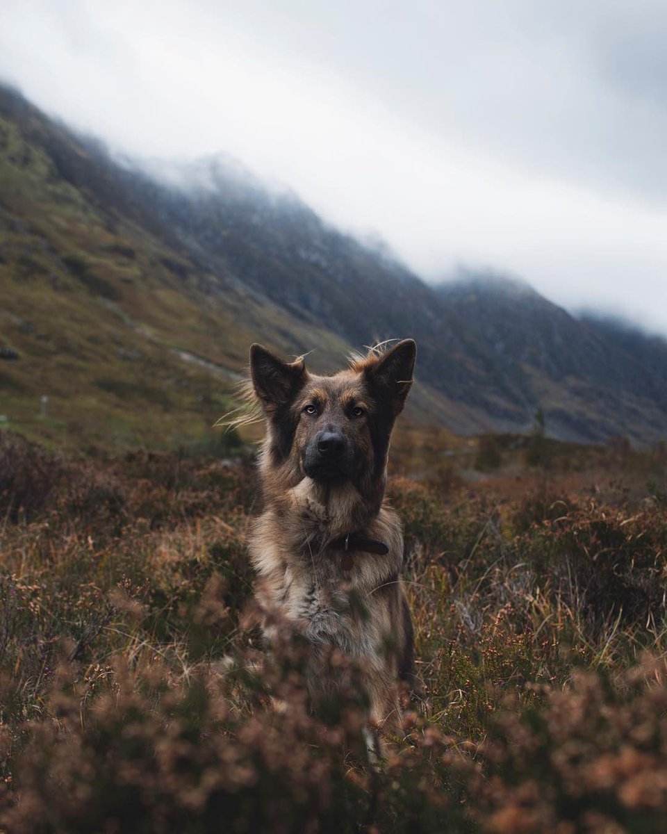 Say goodbye to skin and coat issues. Say hello to epic pics. Learn more about our transformative supplement, SeaMeal, here: solidgoldpet.com/product/seameal