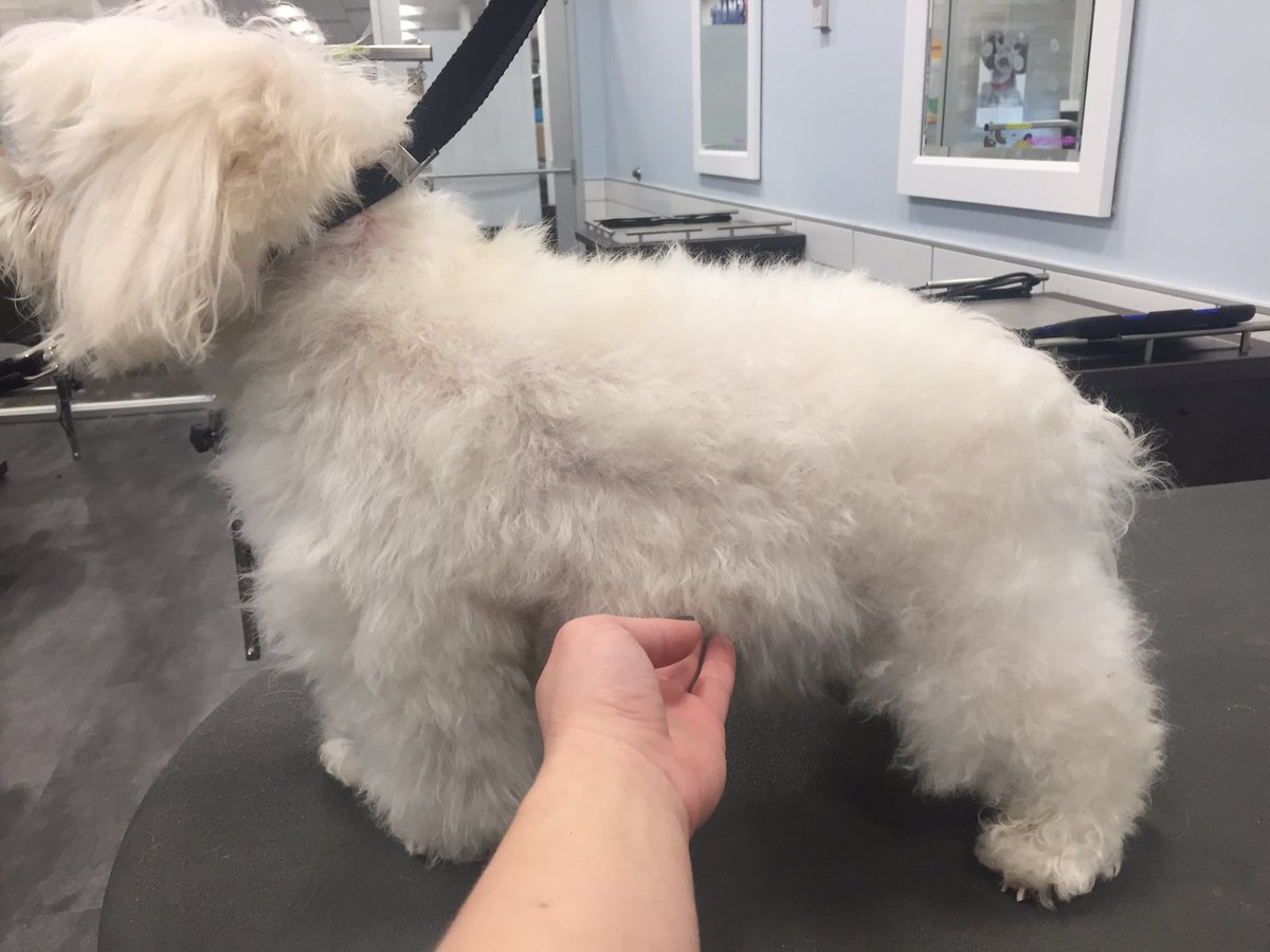 North Babylon 2743 Groomer: Lauren #Northeastgrooming #fortheloveofpets #petsmartgrooming #dogsoftwitter