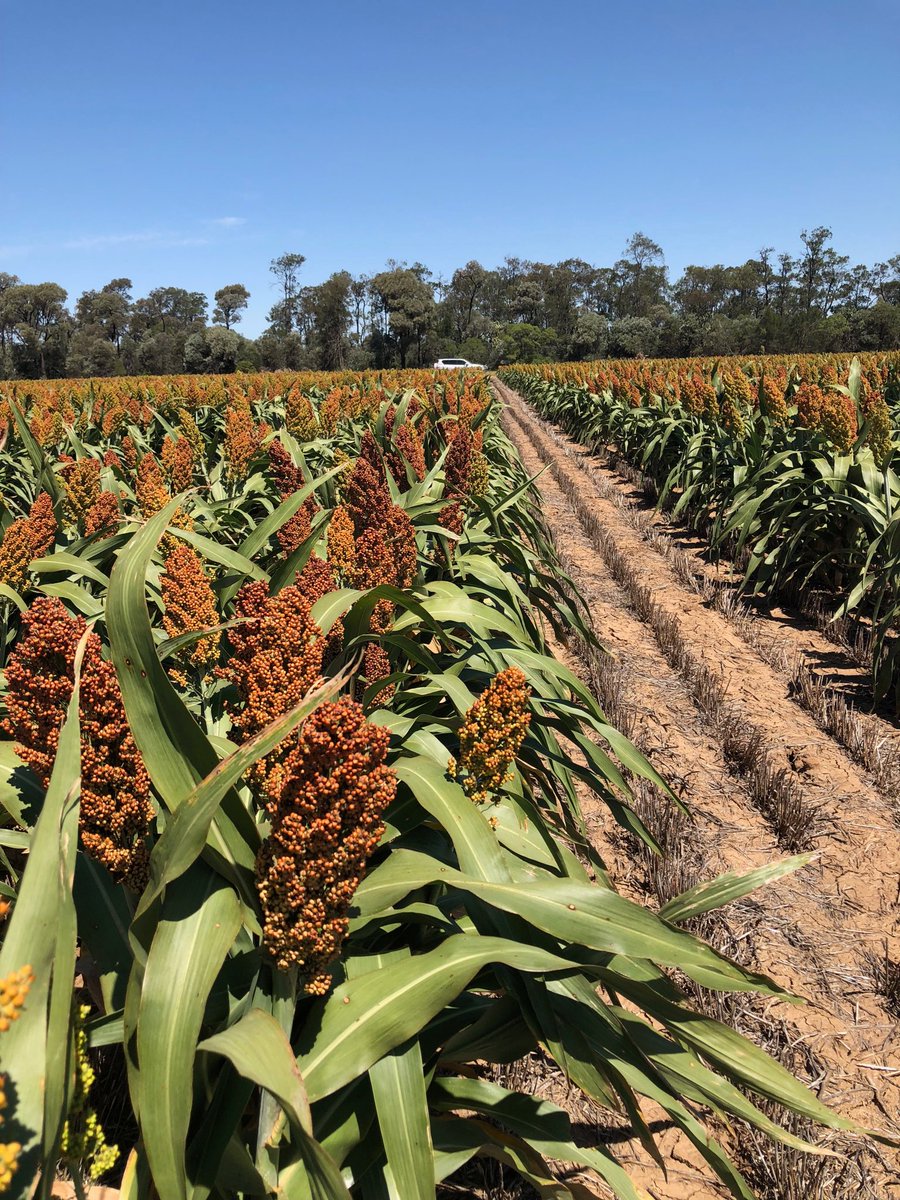 thriftbe's tweet image. G33 double cropped at Toobeah is putting on an impressive yield potential especially being double cropped from barley last winter @pioneerseedsau