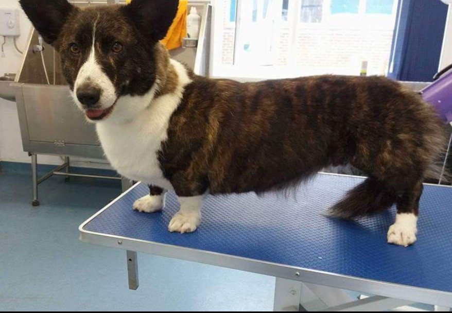Would you believe it a clean Corgi 🙊Meet Zoe after a nice bath, who else had a corgi who enjoys a pamper? #cardigancorgi #welshcorgi #corgi #clean #bathing  #posh #canine