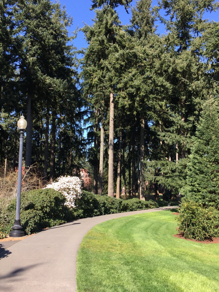 Most beautiful campus ever @univpugetsound for #LoggerDayChallenge. It’s the tree magic!