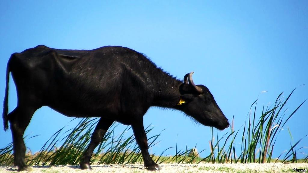 OzgunSozuer's tweet photo. #camız #camış #kömüş #dombay #bubalus #bubalusbubalis #wetlands #swamp #nature #riverbuffalo #waterbuffalo #manda #16x9_birds #birding #ornithology #canon7DMII #7dm2 #canon #birdsoftwitter #backyardbirds #twitcher #birdwatching #ethnoornithology #Wetlands #SwampPeople https://t.co/iDtAFytqD1