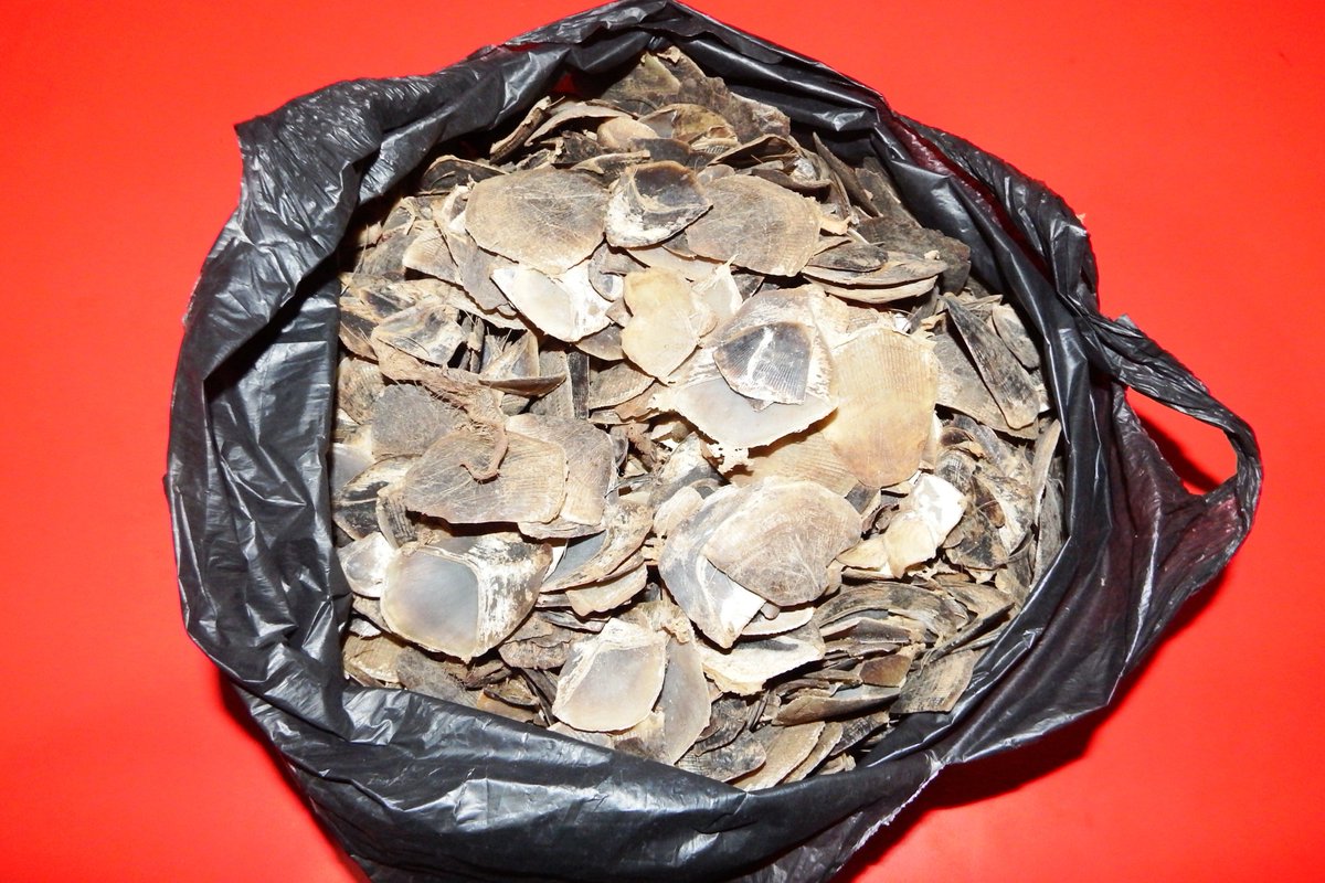 WCS Newsroom tweet media