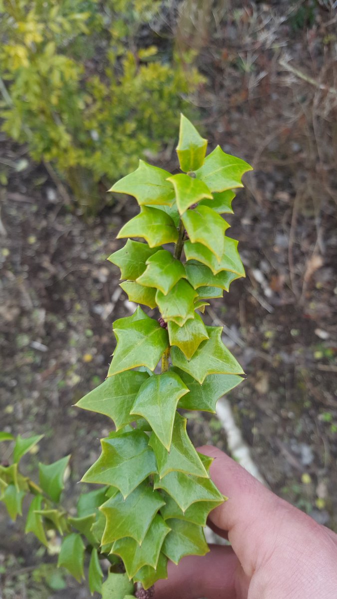BotanicalBrown's tweet photo. Can anyone out there manage to identify this woody shrub (possibly Ilex) down to species level? It has the garden team at Gravetye Manor stumped. Thanks! https://t.co/6rvdA5MjI1