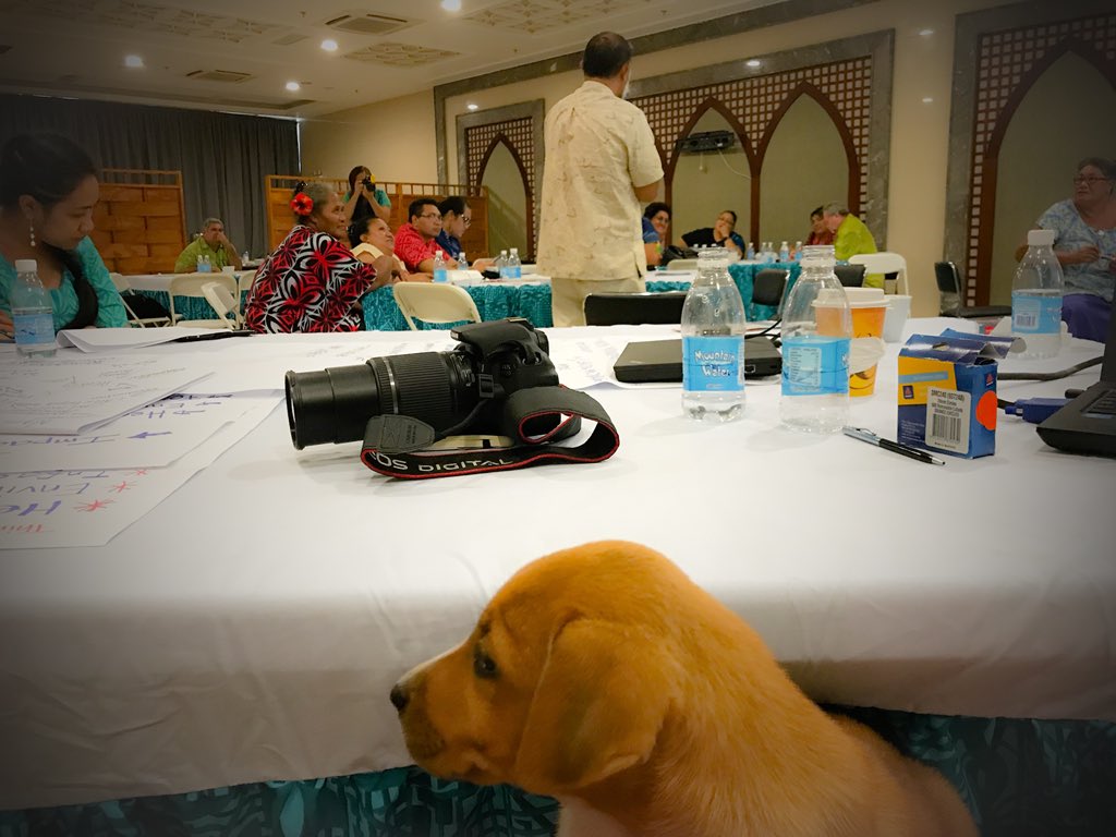 ArielaZibiah's tweet photo. Starting the day with a happy story. Remember that pup I kinnav adopted because conference venue staff who’d found him on the road couldn’t really keep him.....?(pix1&3) welllll, found her a home (pix2)🙃💯💟 #talofalava 🐶 #animallover #dogs = #best #life #happyThors #oceania 🐕 https://t.co/ClD5QYrdh3