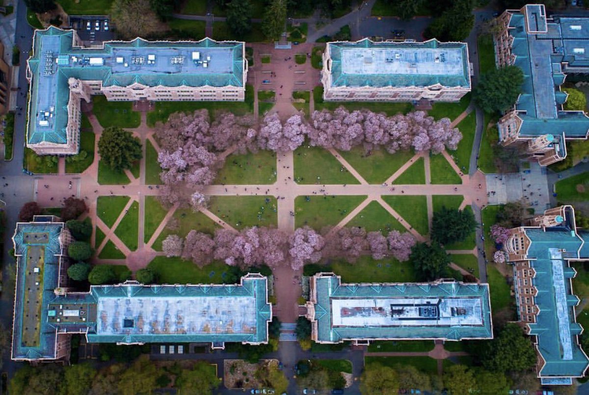 AboveSeattle's tweet photo. Just canโt stop SWOONING over the cherry blossoms @UW! Happy #FirstDayOfSpring #Seattle!!! ๐๐๐๐ธ๐ธ๐ธ #AboveSeattle https://t.co/7pUCiQC6tt
