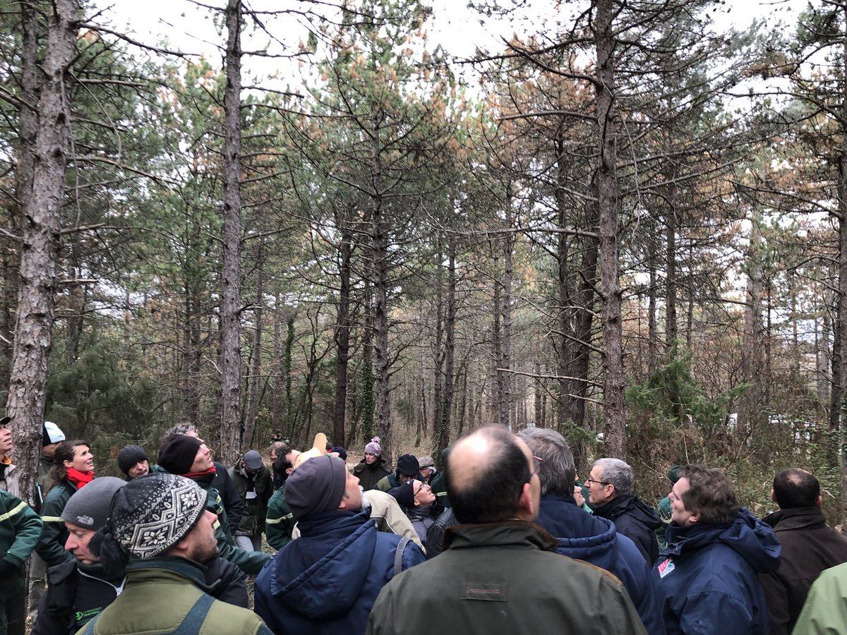 CharlesCOUEDIC's tweet photo. Journée enrichissante avec les Correspondants Observateurs Santé des Forêts Auvergne-Rhône-Alpes, la DDT @Prefet26, la DRAAF @prefetrhone et le Département de la santé des forêts #DSF @Min_Agriculture autour de la #Pyrale du #Buis et des #dépérissements dans les pins @condillac https://t.co/EuaXLgPgWZ
