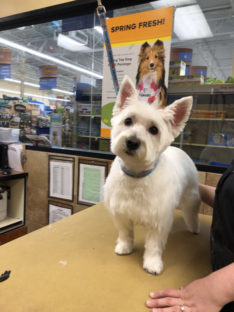 #northeastgrooming Amanda Szymanski #2143 #wnj #breedspecific #monicalovespets #TransformationTuesday