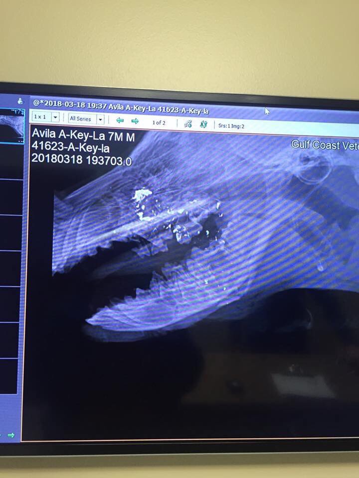 SchnapsyX's tweet photo. Guys a very close friend of mines 7 month old puppy was shot in the face and he is unable to pay the vet bill for necessary surgery... Twitter do your thing. https://t.co/3zh0n3HWBY by #Ayaame_ via @c0nvey https://t.co/Bv7Wxvk9az