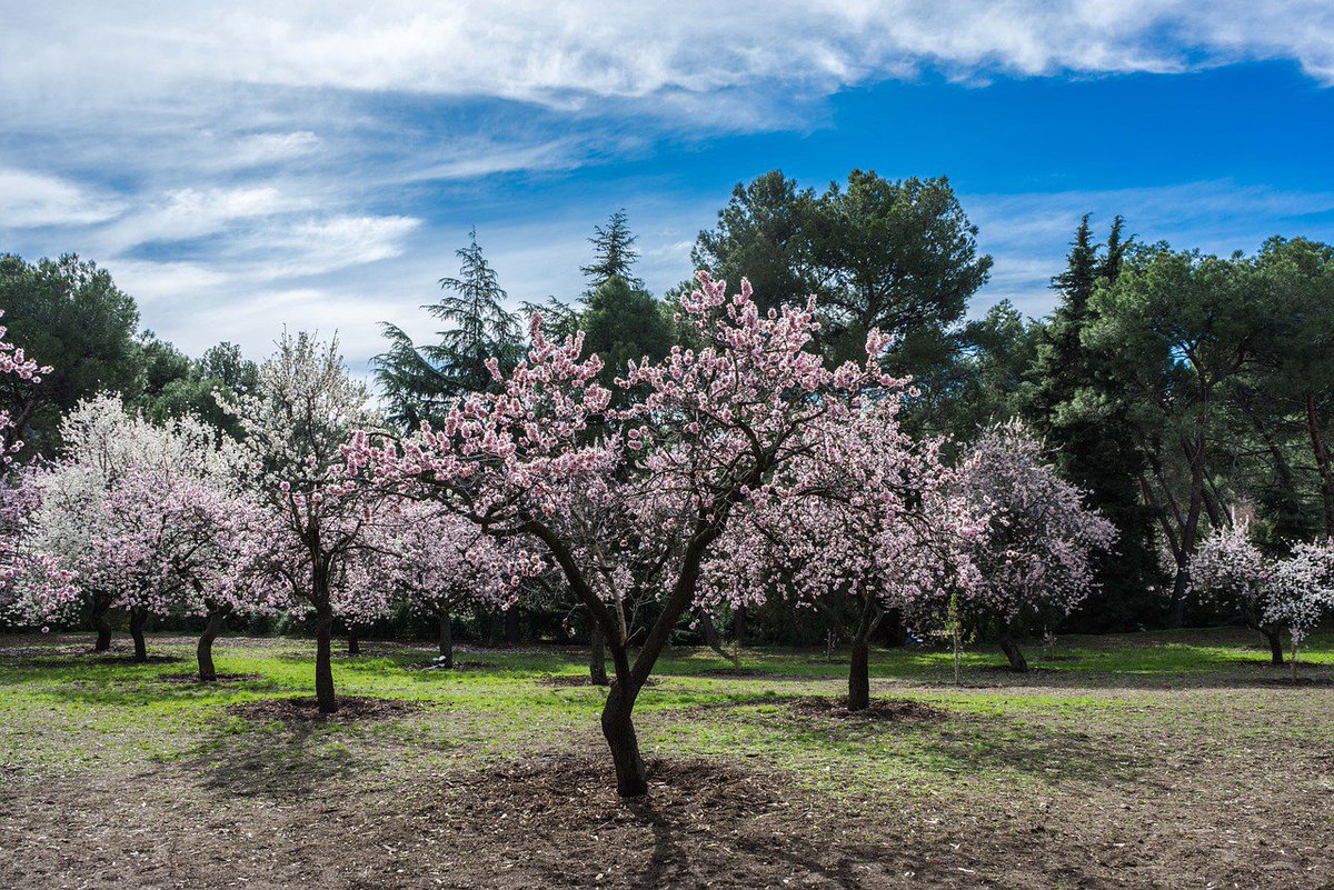 A trip to #Sicily is worth to do it anytime of the year, but in the #Spring is particularly special. Just wait till you see the landscapes fill with blooming Almond trees. The Almond (Mennula) is in the Island the most common nut and a vital for Gelato recipes.
#Almond #Gelato