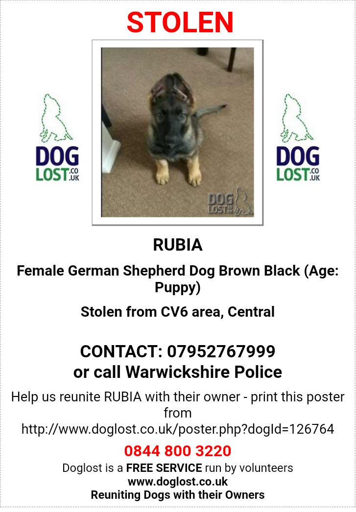 Stolen: RUBIA Brown Black #GermanShepherdDog PUPPY Female black patch on middle of tail and large belly button #Umbilical #hernia #STOLEN during burglary #Keresley #CV6 @warkspolice investigating #scanme #stolendog @DoglostUK doglost.co.uk/dog-blog.php?d…