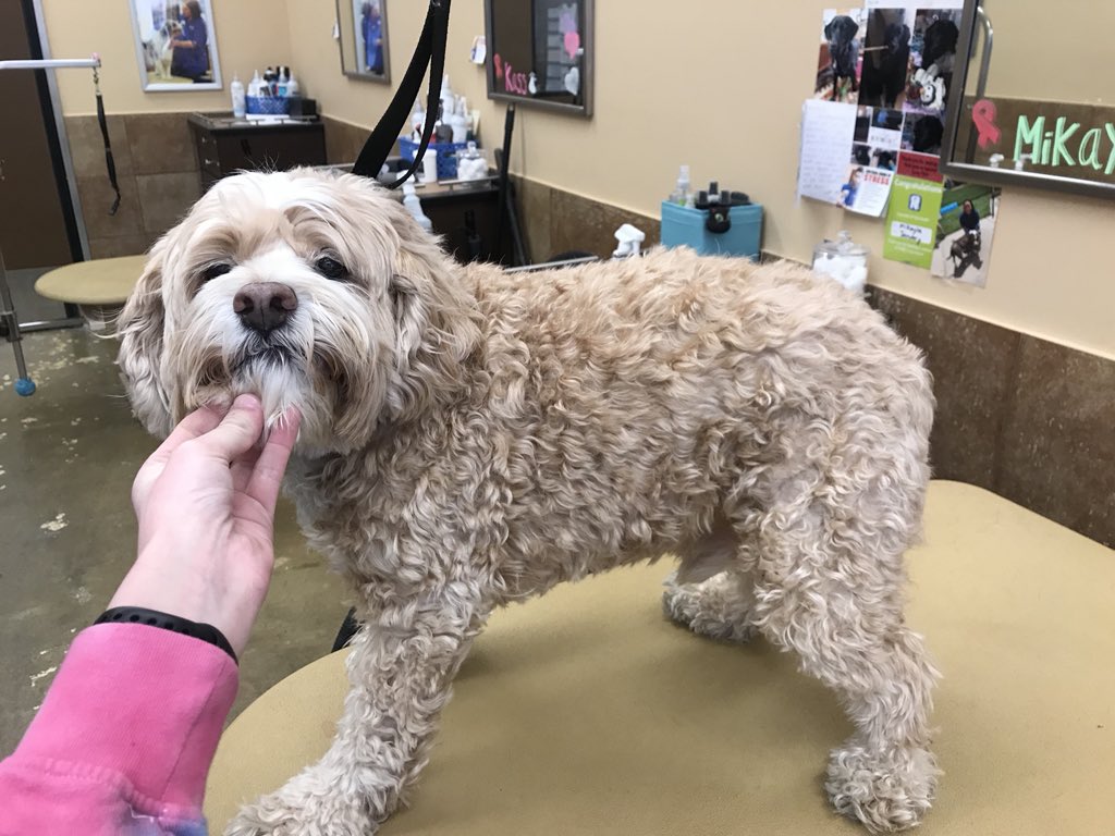 petsmart2480 tweet media