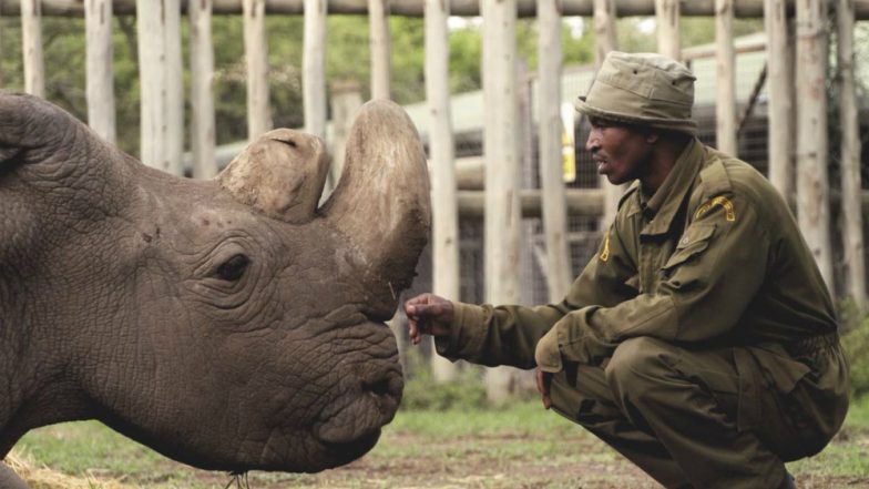 SUCH SAD NEWS!!  #Sudan, The World’s Last Male #NorthernWhiteRhino Has Died! 💔protectallwildlifeblog.wordpress.com/sadly-sudan-th… via @protect_wldlife #SudanForever #TheLoneBatchelor #TheLoneBachelorGone #Only2Left #Extinction #ExtinctionIsForever  #RIPSudan  #RhinoHornIsNotMedicine @OlPejeta