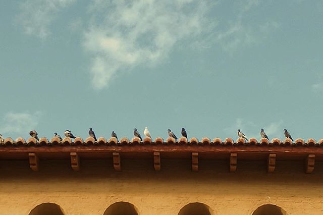 giuliotanga's tweet photo. My wing men https://t.co/A5iq5e18Vc https://t.co/Bee83LJfLq