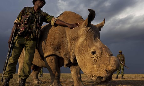 SPNOfficial_'s tweet photo. Our hearts were broken today upon hearing of the death of Sudan, the world’s last male Northern White Rhino. Even as we mourn the loss, his death reminds us of the importance of our work. Our hearts go out to the Ol Pejeta Conservancy in Kenya who cared for and protected Sudan. https://t.co/2KEQlSzJF9