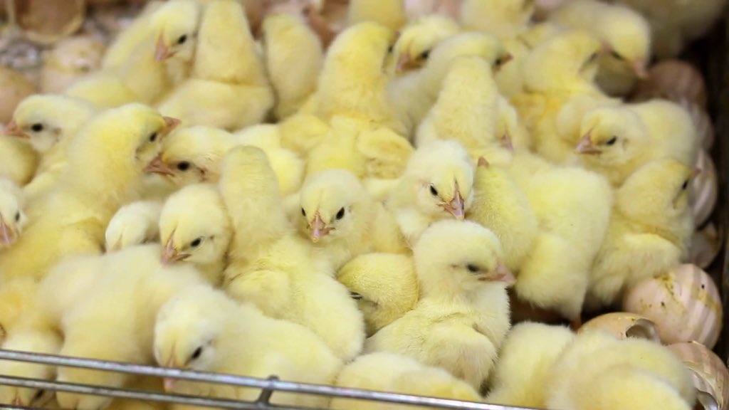 Hey Numbuh 1 here are your babies *giggles* @xBattleStationx  <a href="/CoolBritNigel/">Nigel Uno</a>