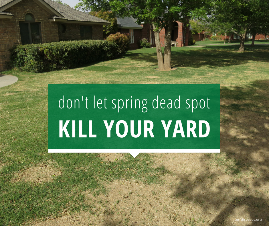 LoveUrLawn's tweet image. It's finally #spring! You may have thrown on your sandals, and run out the door only to be stopped in your tracks. Your once lush grass is spotted with round, brown patches. Learn about #springdeadspot disease and what you can do to prevent it. bit.ly/2pG80eP