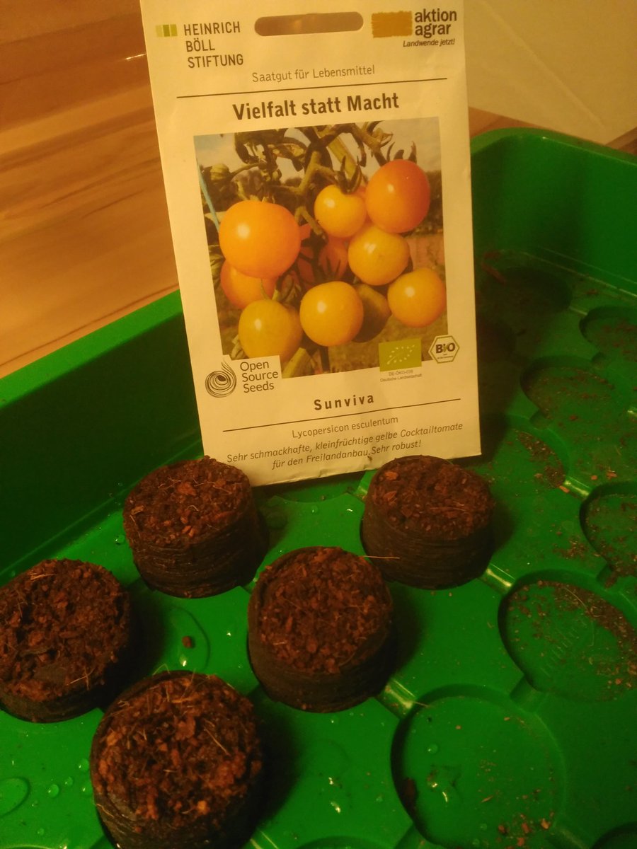 TheSkender's tweet image. Meine ersten eigenen Tomaten. Ich bin gespannt. Danke @boell_stiftung #vielfaltstattmacht #opensourceseeds
