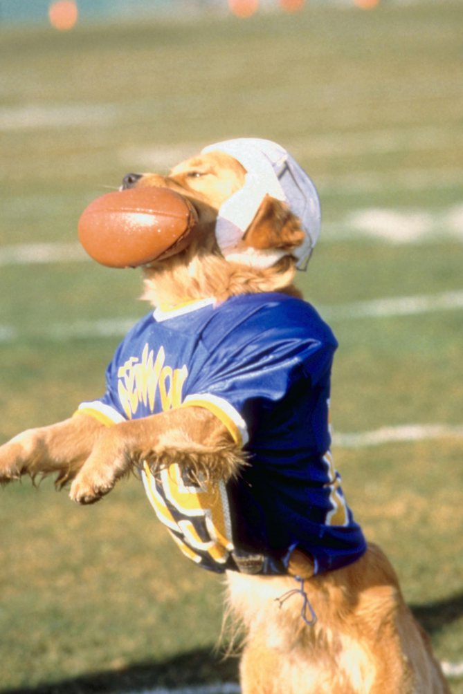 бадди король воздуха. кевин зегерс король воздуха. король воздуха золотая. фильм бадди король воздуха. король воздуха 2.