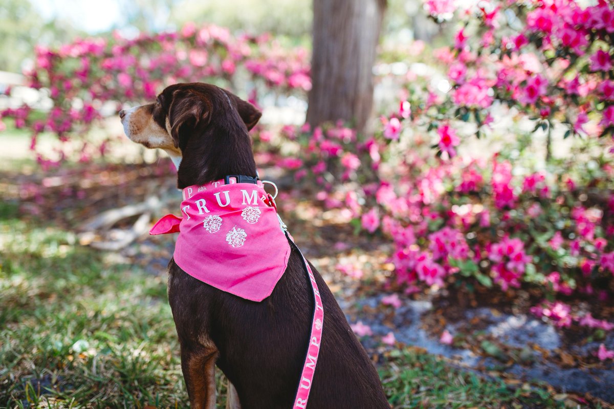 Trump Hotels On Twitter Outfit Your Dog In Style This Spring With Our New Pet Bandana And Woven Leash On Trumpstore Trumppets Https T Co Qmndpjjm6r Https T Co Lwgl1hz7qp