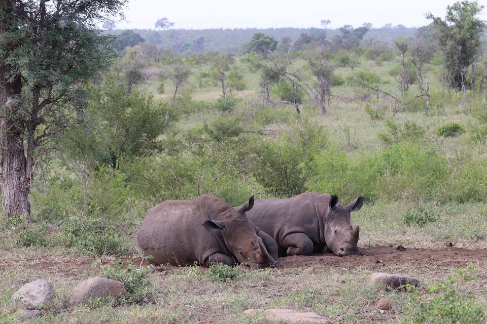 Nhongosafaris's tweet photo. Some photos from today’s “Game Drives” in the Kruger National Park. Join us on a safari of a lifetime, visit https://t.co/KQGftS4i0v #safaris #WeDoTourism #TravelChain https://t.co/nVZlNBhTAI