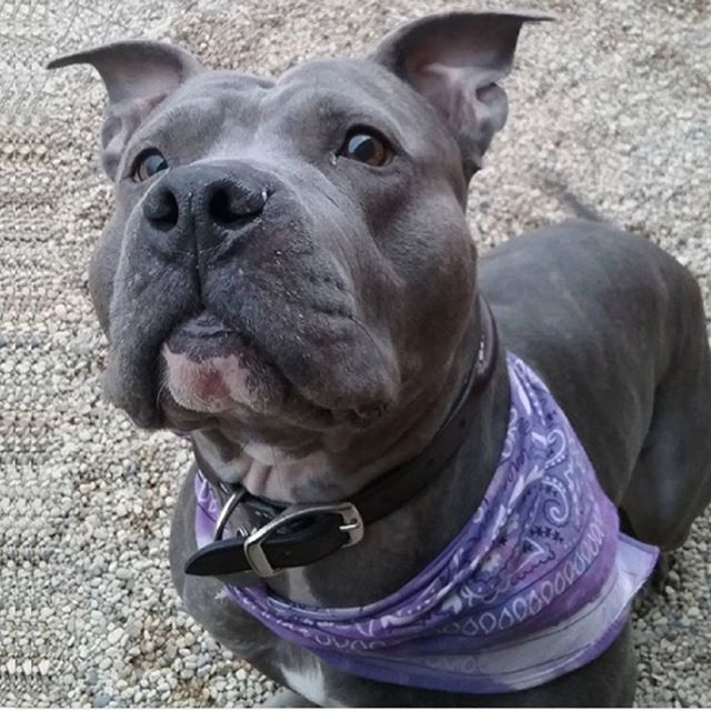 ReachRescueInc's tweet photo. #Adoptable #CaneCorso Lady Joy enjoys her #BarkUniversity training, but she's also wondering... #WheresMyTreat?
.🐾 .
#IDeserveATreat #TreatTuesday #DontBullyMyBreed #canecorsomix #canecorsolovers #ForeverHomeWanted
#Available4Adoption through #REACHr… https://t.co/xbdrJkMOvm https://t.co/2Fb0Eq3tia