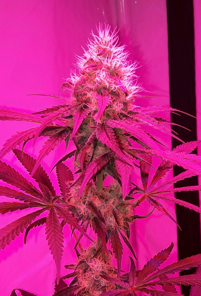 AdrycManellson's tweet photo. #Momentos
De Fantasías sobre Flores #Weed bajo #LED #R420ZR #LightHouseMAX con #RefBlanca #KitORCA de @HydroGardenLtd
#CocoAllMix y #Abonado #Orgánico @ProXL_Spain https://t.co/BwIi5B3LHo