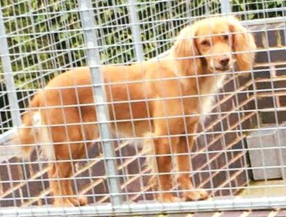 rosiedoc666's tweet photo. #findstolenLilly 
💔
#neverforget 
💔
LILLY was #stolen 
LILLY was #taken from her secure kennel
LILLY must of been #terrified when she realised it wasn't her family 
#Ullington #Worcestershire 
11.30am-2.30pm Saturday 25/11/17
THIEVES IF YOURE READING 
‼️take the £1000‼️ https://t.co/jVlaqlT3Rw